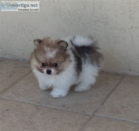 Find pomeranian puppies for sale and dogs for adoption. Teacup pomeranian puppies for sale - Teacup Pomeranian pu ...