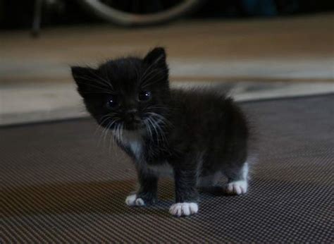 The Cutest Kitten Pictures Ever
