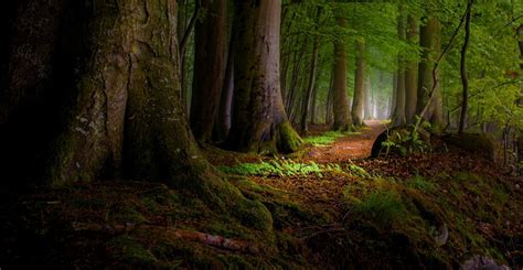 Nature Landscape Moss Forest Path Leaves Roots Mist Sunlight