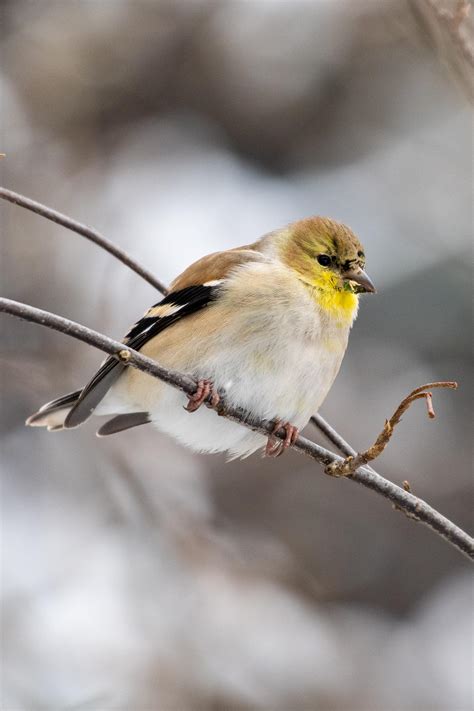 Floofy Round American Goldfinch In Winter Plumage Rbirding