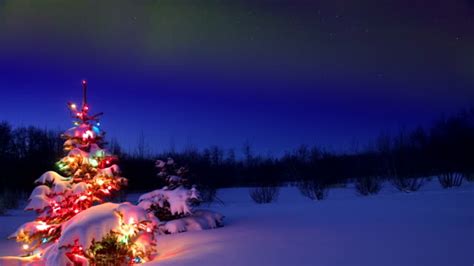 Trees Covered In Snow Against Night Sky With Northern Lights Videos And