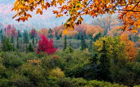 Nature Trees Forest Leaves Fall Branch Pine Trees Colorful Hill
