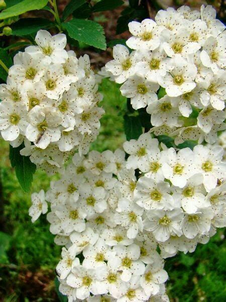 Depending on variety, from late fall through spring flower. 44 best Large Zone 7 Shrubs images on Pinterest | Zone 7 ...