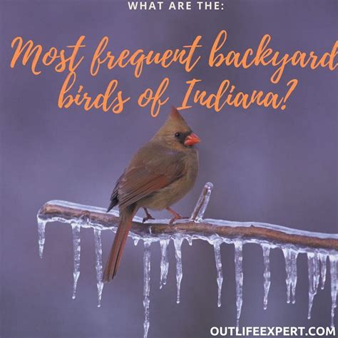 30 Most Frequent Backyard Birds Of Indiana Photos And Data Backyard