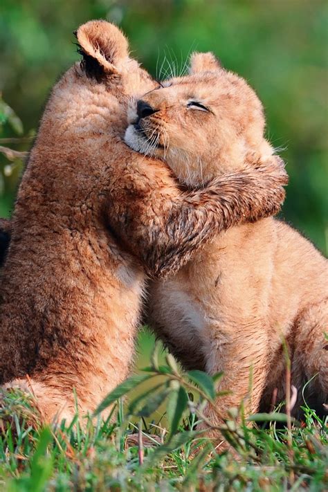 Baby Lions Hug 640 X 960 Iphone 4 Wallpaper