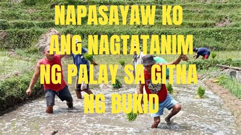 Napasayaw Ko Ang Mga Nagtatanim Ng Palay Sa Gitna Ng Bukid