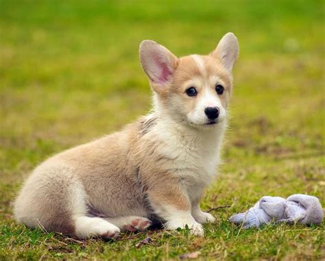 Its physical traits, temperament, behavior, etc. Welsh corgi pup picture.JPG Hi-Res 720p HD