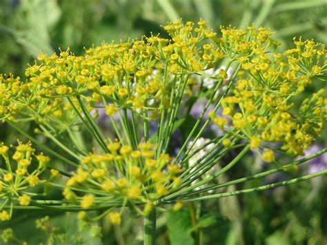 Anethum Graveolens Dill Domino Heirloom And Perennial Ltd