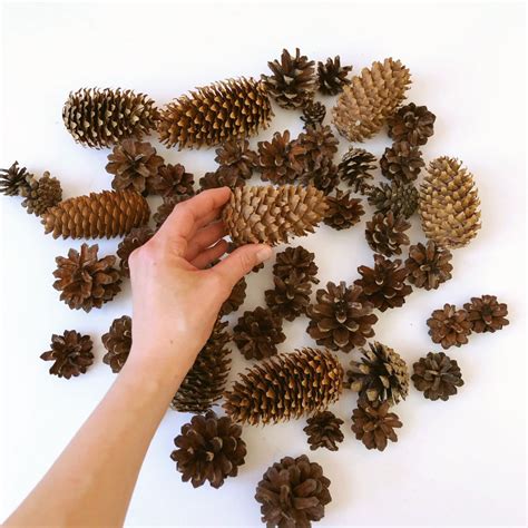 40 Assorted Natural Pine Cones Different Size Bulk Natural Etsy