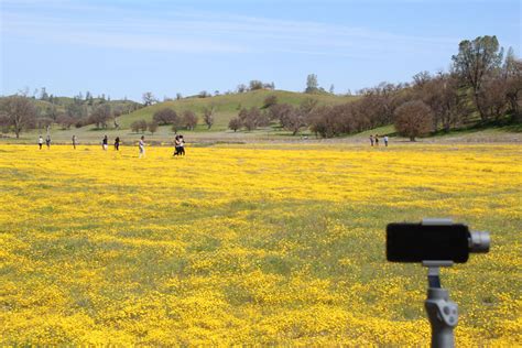 Shell Creek Super Bloom 2019 Motion Timelapse And Photography