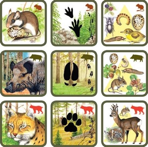 Könnt ihr folgende tiere unterscheiden? 68 besten Natur - Biologie/SU Bilder auf Pinterest ...