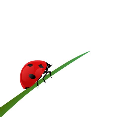 Ladybug On A Blade Of Grass Clipart Free Download Transparent Png
