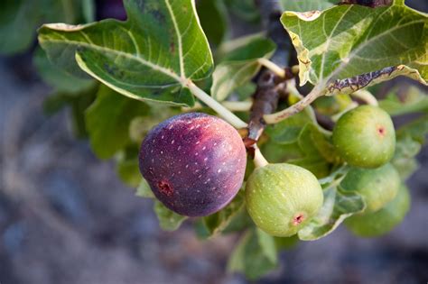 How To Grow Organic Figs In Your Backyard