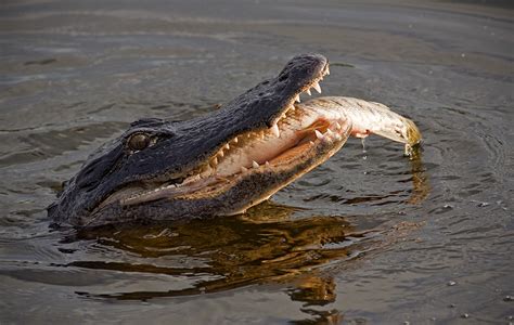American Alligator Eating Florida Longnose Gar Fish Alligator