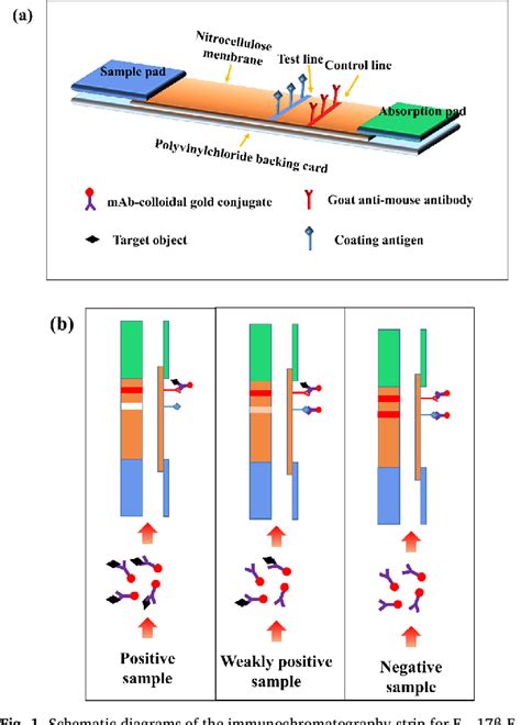 Figure From Colloidal Gold Based Immunochromatographic Strip Assay For The Rapid Detection Of