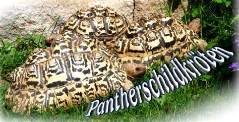 Beim kauf der tiere, schaut euch das gehege des züchters an, schaut euch am besten mehrere züchter an, leider gibt es viele schwarze schafe. Pantherschildkröten - Happy-Testudo & Co.