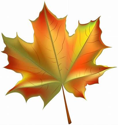 Leaves Leaf Autumn Clipart Fall Clip Transparent