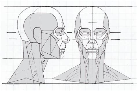 Loomis Face Proportions