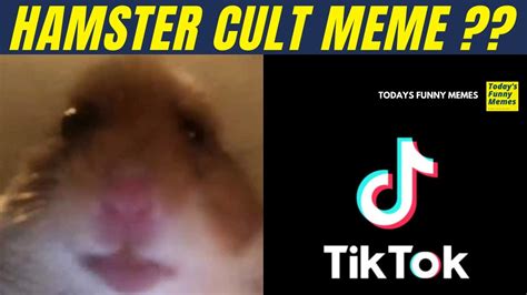 Todays Funny Memes Hamster Cult Meme Hamster Memes Youtube