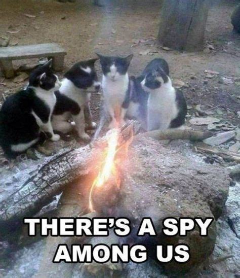 A Spy Funny Cat Memes Funny Animal Jokes Cute Animal Memes