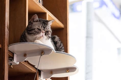 Kamu bisa menemukan penjual kucing munchkin dari seluruh indonesia yang terdekat dari lokasi. Kucing Munchkin: Ciri, Karakter, Harga & Cara Merawatnya