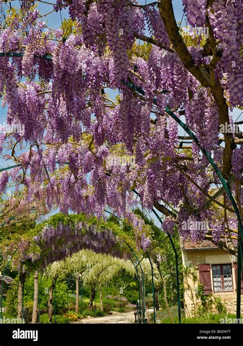 The Long Pergola With Flowering Wisteria In Spring At Apremont Stock