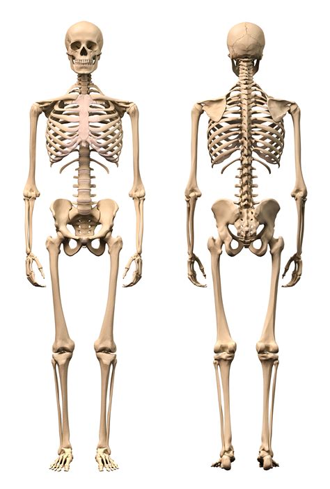 It is composed of many different types of cells that together create tissues and subsequently organ systems. Human Skeleton - KidsPressMagazine.com