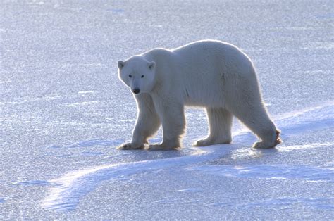 Polar Bears Survive Disappearance Of Sea Ice By Moving To Land