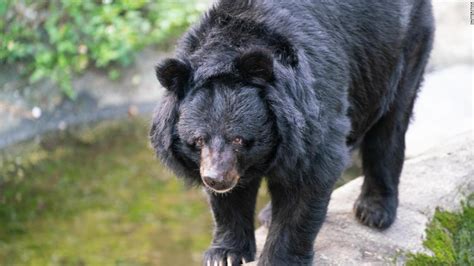 Tracking Taiwan's black bear population | CNN Travel