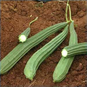 What does malay mean in english? Essence-de-life: Beerakaya/Ridge gourd Egg curry