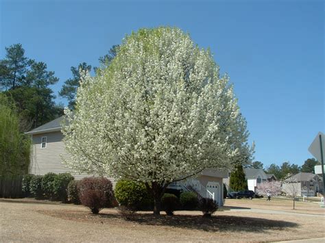If you enjoy trees with stunning white flowers, you are in luck. Douglasville, Georgia: Flowering Trees