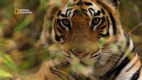 National Geographic Presents “counting Tigers” A Documentary On The