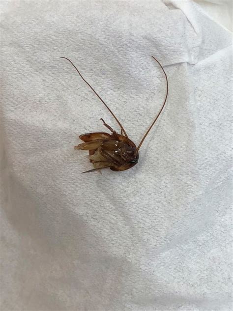 Cockroach Crawled Inside Womans Ear And Stayed For 9 Days