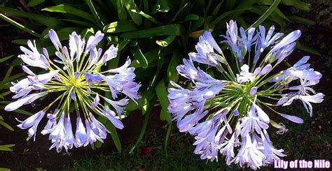 With regal richness, this lavish color creates an auspicious dignity at your event, filling it with a uniquely bold and refined intensity. Top 25 BEST Purple Flowers (Small/Tall) | Beautiful Purple ...