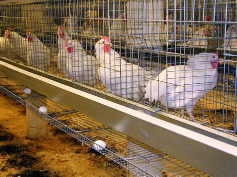 Chicken Grower Phase Laying Hens