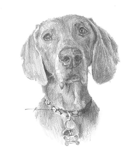 Weimaraner Dog Pencil Portrait Drawing By Mike Theuer Fine Art America