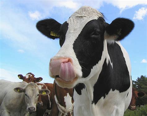 Cow Licking Stock Photos Pictures And Royalty Free Images Istock
