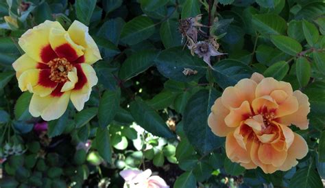Роза лимонад айконик (eyeconic lemonade), выведенная джеймсом а. Rose Hybridizing: Improving on 'Eyeconic Lemonade'