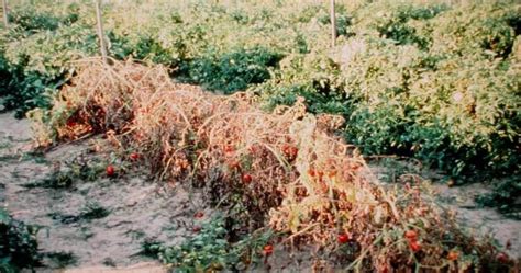 Fusarium Wilt Of Tomato The Pathogen Agronomy