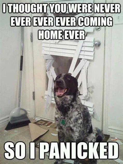 Things Your Pets Do While Youre Away Funny Dog Pictures Funny