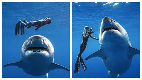 Marine Biologist Swims Alongside A Great White Shark In