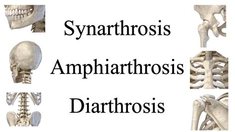 Mblex Review Movements Of Synarthrosis Amphiarthrosis And Diarthrosis