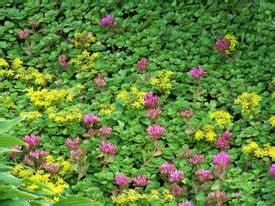 Flowers as ground cover that are easy to care for. Ground Cover Perennial for Colorful Foliage and Flowers