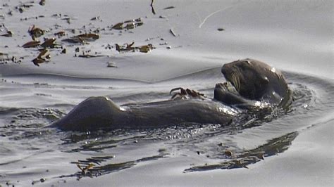 A Sea Otter In California Is Hassling Surfers And Stealing Their Boards Npr