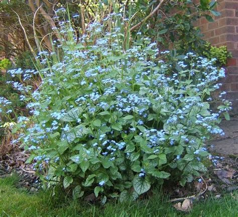 Brunnera Jack Frost Gardening And Dogs