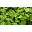 White Spots On Mint Leaves Reasons Remedies Prevention  Plantophiles