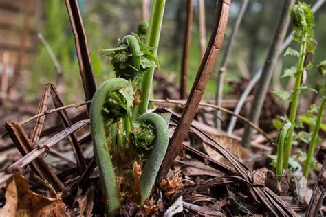 Edible Fiddlehead Ferns Or Matteuccia Struthiopteris
