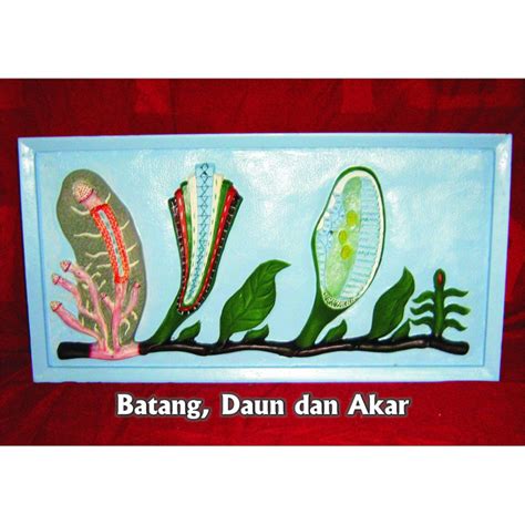 Jual Penampang Model Akar Batang Dan Daun Alat Peraga Pendidikan