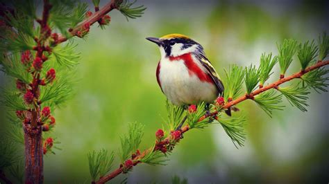 Cute Birds Hd Wallpapers 1080p Tutorial Pics