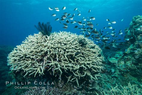 Various Hard Corals On Pristine Fijian Coral Reef Vatu I Ra Passage